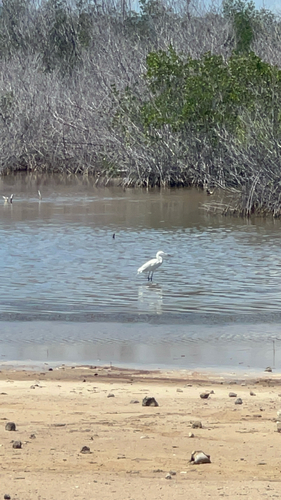 Reddish Egret
