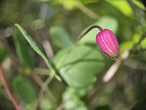 Clematis glaucophylla, photograph 6