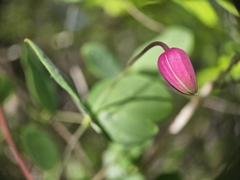 Clematis glaucophylla, photograph (c) Daniel McClosky, some rights reserved (CC BY)