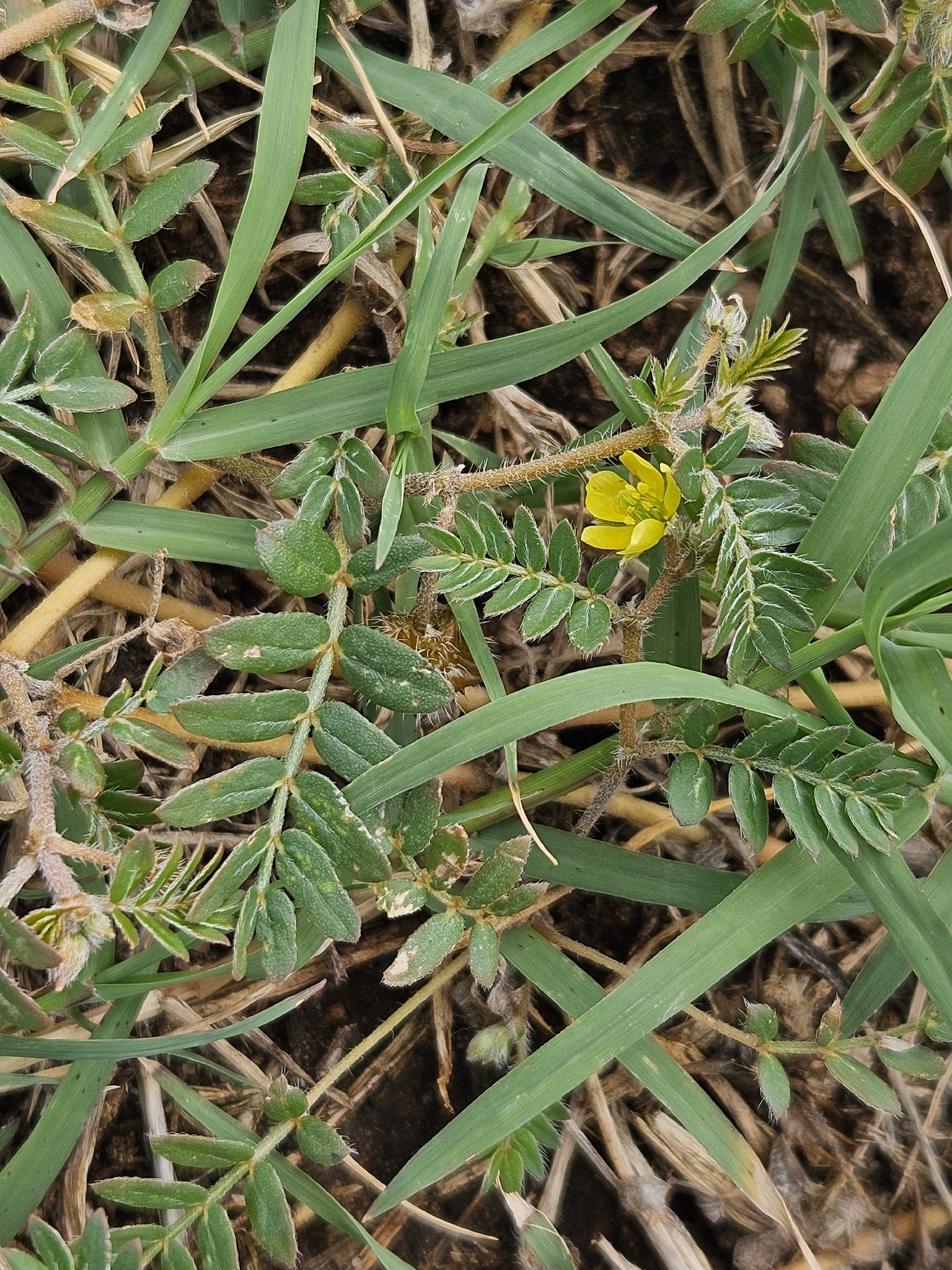 Puncturevine (Tribulus terrestris)