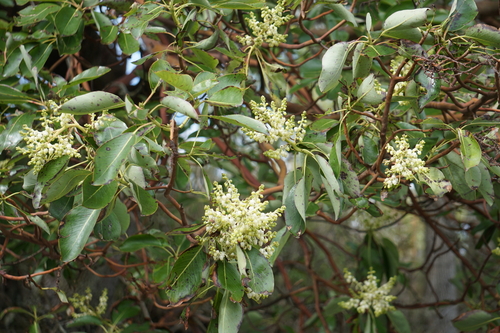 Pacific Madrone (Arbutus menziesii)