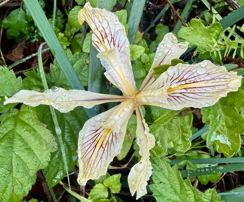 Fernald's iris (Iris fernaldii)