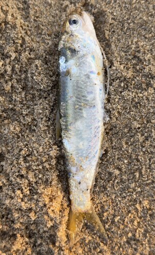 Anchovy (Thryssa setirostris) — Engraulidae