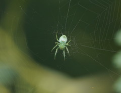 Araneus ginninderranus