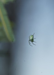 Araneus ginninderranus