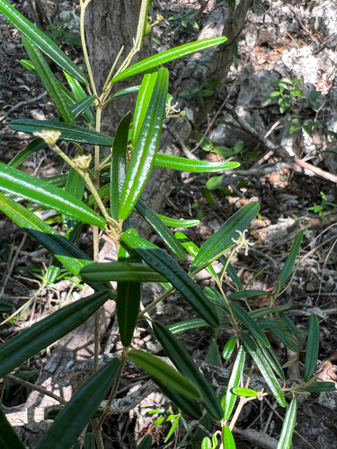 pineland croton