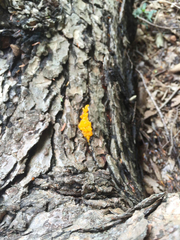 Dacrymyces chrysocomus