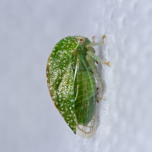 Cyrtolobus dixianus photo 4