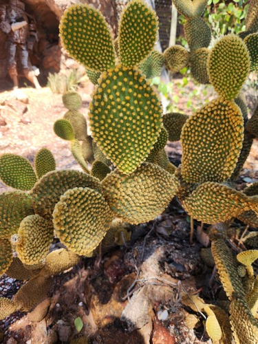 Bunny Ears Cactus