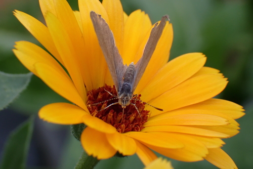 Common Grass Blue