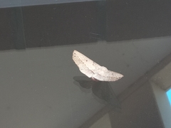 Antictenia punctunculus