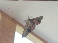 Antictenia punctunculus