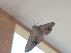 Antictenia punctunculus