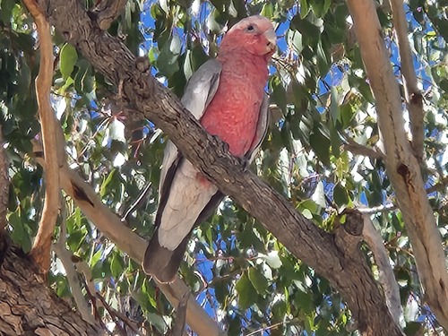 Galah
