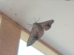 Antictenia punctunculus