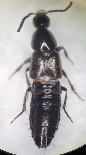 Philonthus carbonarius observed 2026-04-10