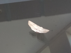 Antictenia punctunculus