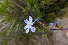 Orthrosanthus chimboracensis, photograph (c) Eric Schmidt, some rights reserved (CC BY)