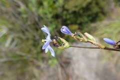 Orthrosanthus chimboracensis, photograph (c) Eric Schmidt, some rights reserved (CC BY)