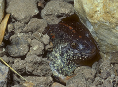 Rhinophrynus dorsalis