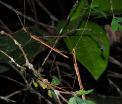 Sipyloidea larryi