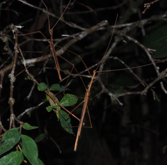 Sipyloidea larryi