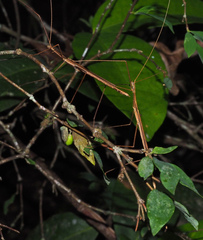 Sipyloidea larryi