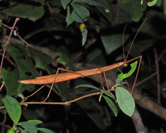 Sipyloidea larryi