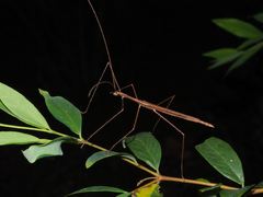 Sipyloidea larryi