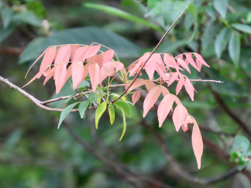 Red Leaf of Autumn (Rourea microphylla)