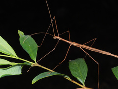 Sipyloidea larryi