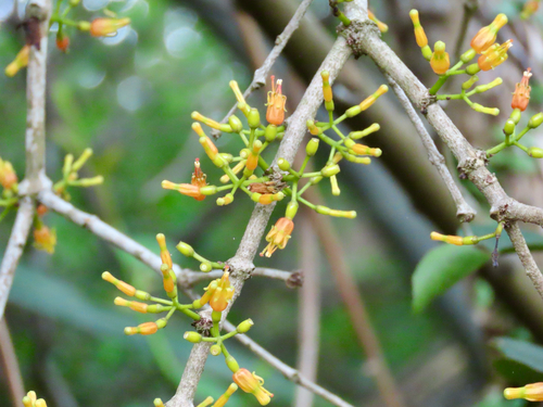Common Chinese Mistletoe (Macrosolen cochinchinensis)