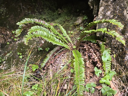 deer fern (Struthiopteris spicant)