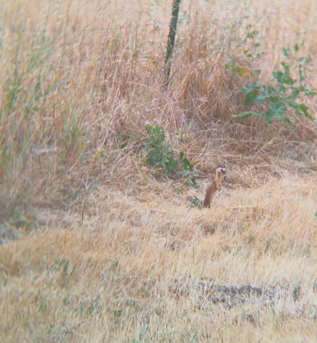 iNaturalist observation photo of Long-tailed Weasel