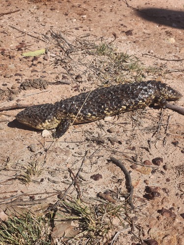 Eastern Shingleback