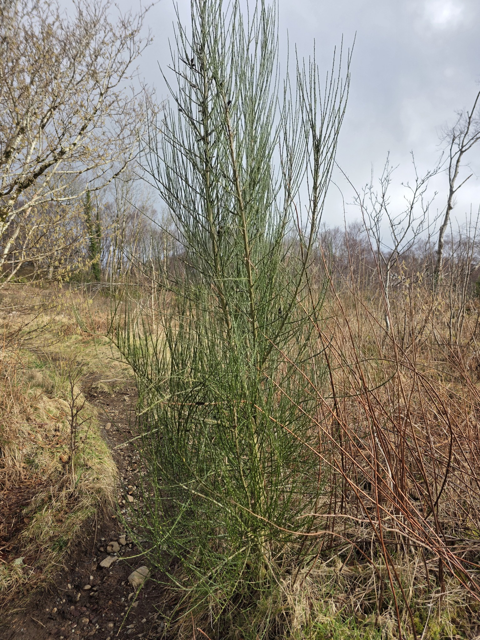 Scotch Broom (Cytisus scoparius)