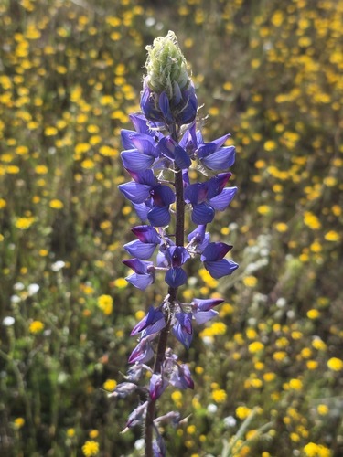 Lupinus benthamii, photograph 3