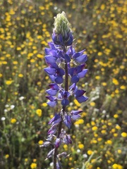 Lupinus benthamii, photograph (c) Quinn Shemet, some rights reserved (CC BY)