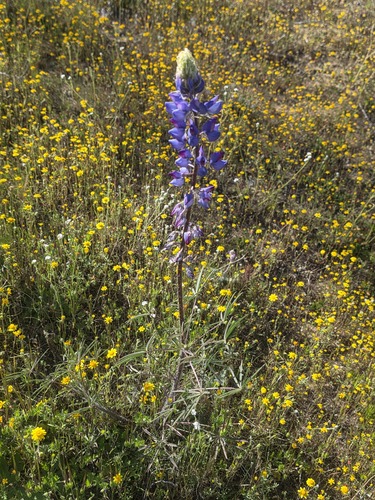 Lupinus benthamii, photograph 4