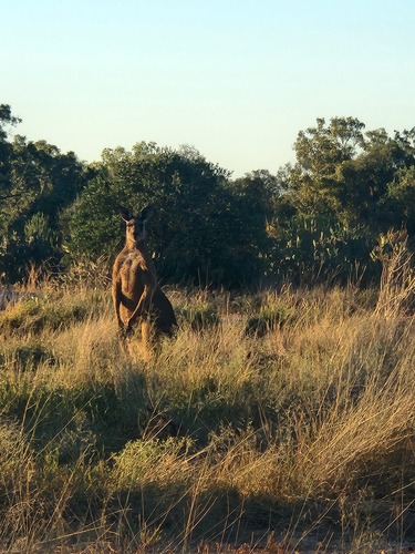 Eastern Grey Kangaroo