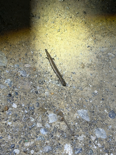iNaturalist observation photo of California Slender Salamander