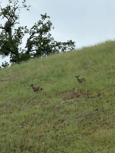 iNaturalist observation photo of Mule Deer