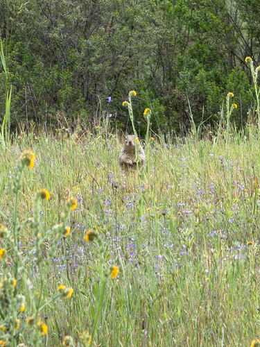 iNaturalist observation photo of California Ground Squirrel