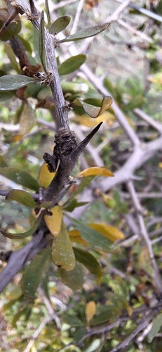 African Boxthorn (Lycium ferocissimum)