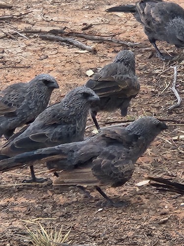 Apostlebird