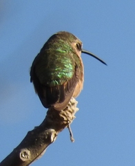 Calothorax