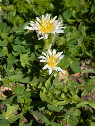 Japanese Dandelion (Taraxacum albidum)