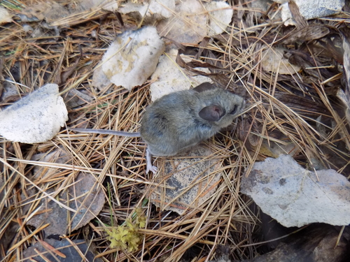 Black-eared Mouse