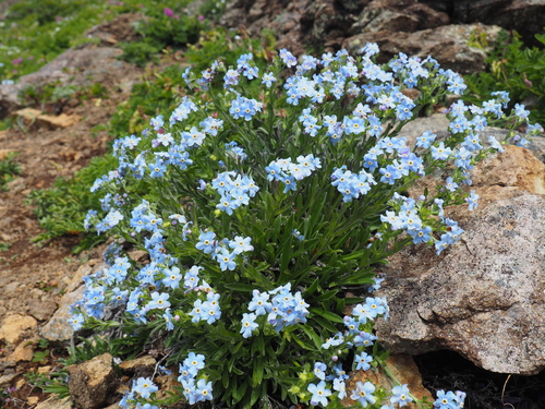 Eritrichium nipponicum iNat (1)