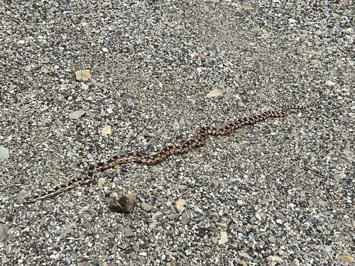 iNaturalist observation photo of Great Basin Gopher Snake